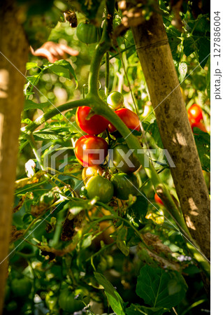 Smart farming techniques hydroponic salad vegetables technology tomato red green ensuring fresh sustainable produce agriculture promotes healthy eating support farmer living local community non gmo 127886004