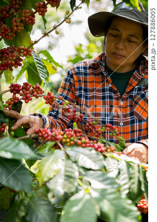 Farmer concept harvest hand ripe coffee seed robusta arabica berry close up fresh green leaf bean picking orange crop red yellow berries raw plant tree farm growth blur background eco organic garden 127886005