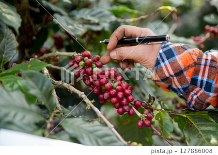 Farmer concept harvest hand ripe coffee seed robusta arabica berry close up fresh green leaf bean picking orange crop red yellow berries raw plant tree farm growth blur background eco organic garden Farmer concept harvest hand ripe coffee seed robusta arabica berry close up fresh green leaf bean picking orange crop red yellow berries raw plant tree farm growth blur background eco organic garden 127886008