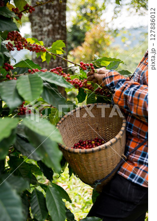 Farmer concept harvest hand ripe coffee seed robusta arabica berry close up fresh green leaf bean picking orange crop red yellow berries raw plant tree farm growth blur background eco organic garden 127886012