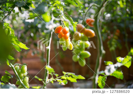 Smart farming techniques hydroponic salad vegetables technology tomato red green ensuring fresh sustainable produce agriculture promotes healthy eating support farmer living local community non gmo 127886020
