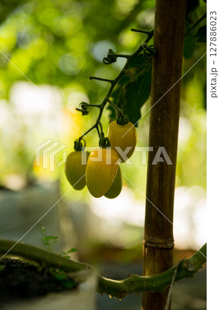 Smart farming techniques hydroponic salad vegetables technology tomato red green ensuring fresh sustainable produce agriculture promotes healthy eating support farmer living local community non gmo 127886023
