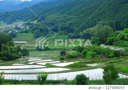 明日香村稲渕の棚田 127886055