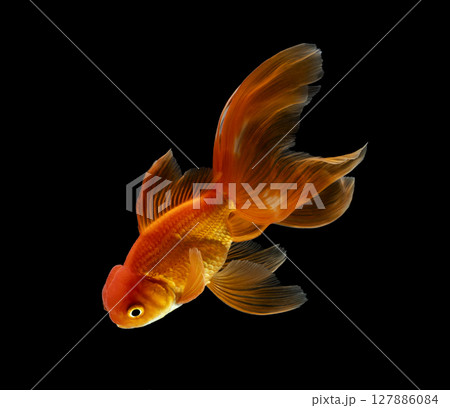 goldfish isolated on a dark black background. different colorful Carassius auratus in the aquarium 127886084