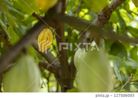 Cacao Tree (Theobroma cacao). Organic cocoa fruit pods in nature. Cacao Tree (Theobroma cacao). Organic cocoa fruit pods in nature. 127886085