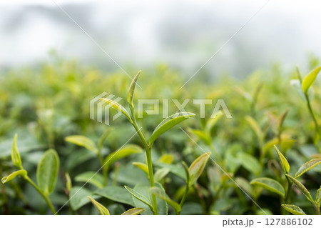 Green tea leaf in the morning, tea plantation Green tea leaf in the morning, tea plantation 127886102