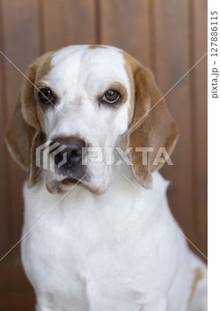 small cute beagle puppy dog looking up 127886115