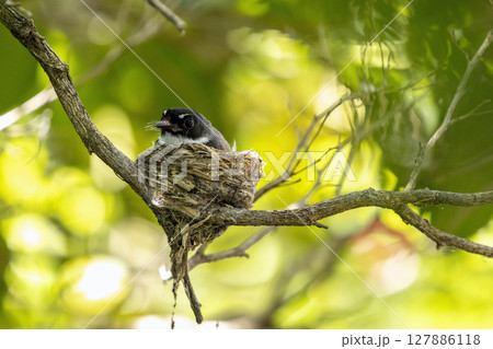 mother bird feeding her baby bird in the bird's nest. mother bird feeding her baby bird in the bird's nest. 127886118