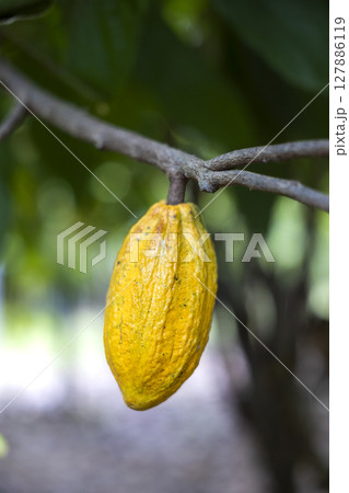 Cacao Tree (Theobroma cacao). Organic cocoa fruit pods in nature. 127886119