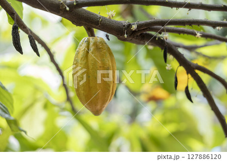 Cacao Tree (Theobroma cacao). Organic cocoa fruit pods in nature. 127886120