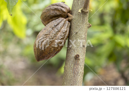 Cacao Tree (Theobroma cacao). Organic cocoa fruit pods in nature. 127886121