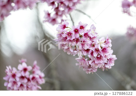 Wild Himalayan Cherry (Prunus cerasoides) or thai sakura flower 127886122