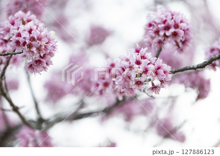 Wild Himalayan Cherry (Prunus cerasoides) or thai sakura flower 127886123