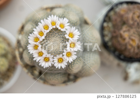Cactus flowers blooming on concrete floor. 127886125