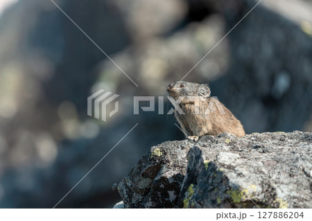 岩の上にすわるエゾナキウサギ 127886204