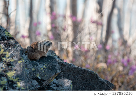 岩の上にすわるエゾナキウサギ 127886210