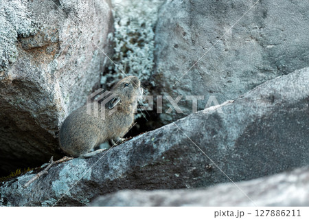 岩の上で吠える子どものエゾナキウサギ 岩の上で吠える子どものエゾナキウサギ 127886211