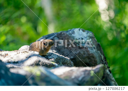 岩の上にすわるエゾナキウサギ 127886217