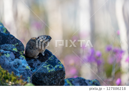 岩の上にすわるエゾナキウサギ 岩の上にすわるエゾナキウサギ 127886218