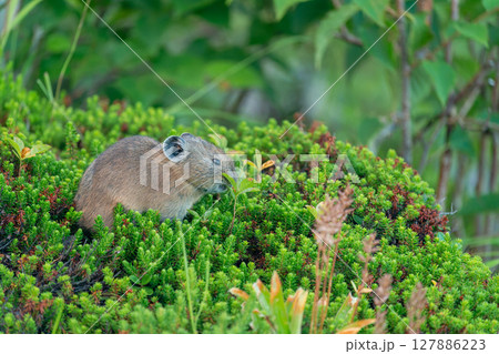高山植物を食べるエゾナキウサギ 高山植物を食べるエゾナキウサギ 127886223