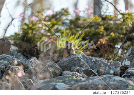 岩の上にすわるエゾナキウサギ 127886224