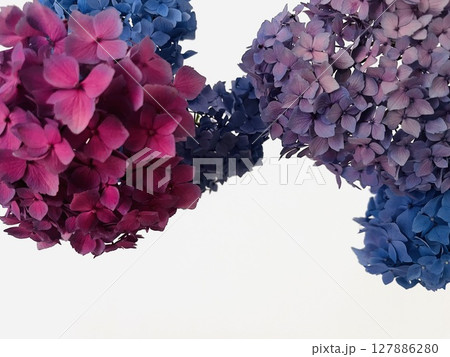 紫陽花 紫陽花 127886280