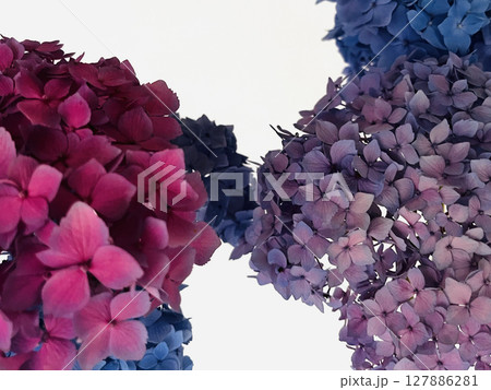 紫陽花 127886281