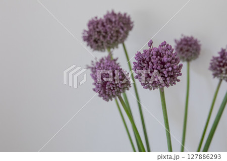 にんにくの花 にんにくの花 127886293