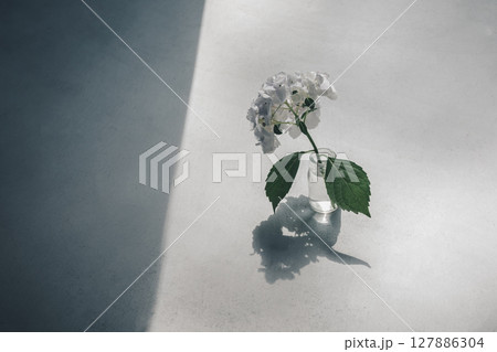 紫陽花 紫陽花 127886304