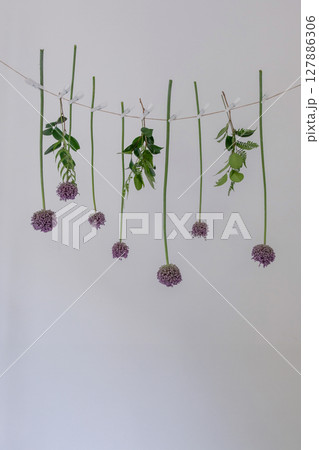 にんにくの花 にんにくの花 127886306