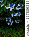 紫陽花のある風景 127886313
