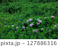 紫陽花のある風景 127886316