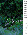 紫陽花のある風景 127886317