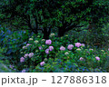 紫陽花のある風景 127886318