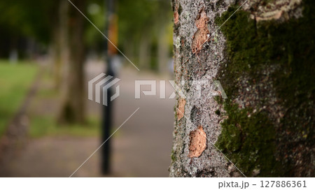 苔むした街路樹の幹 苔むした街路樹の幹 127886361