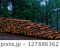 しっとりとした森林に積み重なっている木材 127886362