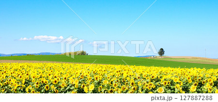 青空広がる夏の北海道美瑛町のひまわり畑 127887288