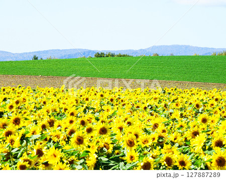 青空広がる夏の北海道美瑛町のひまわり畑 127887289