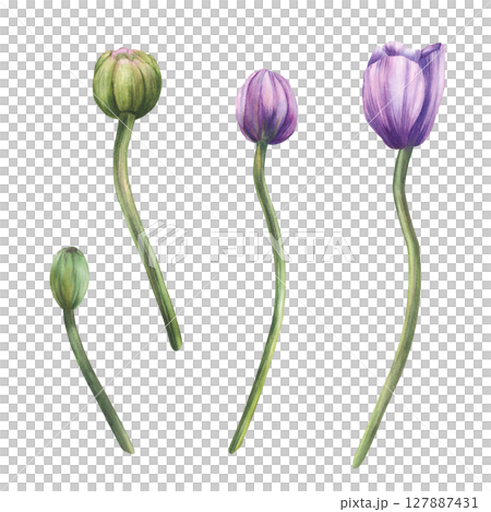Lilac purple and green buds of anemone or windflower flowers. Different shapes and curves ideal for botanical design of floral bouquets, invitations, cards Isolated watercolor hand drawn botanical set Lilac purple and green buds of anemone or windflower flowers. Different shapes and curves ideal for botanical design of floral bouquets, invitations, cards Isolated watercolor hand drawn botanical set 127887431