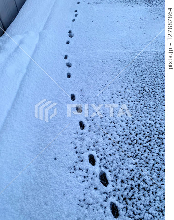 冬の早朝、雪面に着いた小動物の足跡 冬の早朝、雪面に着いた小動物の足跡 127887864