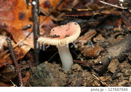 淡いピンク色のカサを開くベニタケ属茸（自然環境下菌・キノコ類ストロボマクロ撮影） 127887988