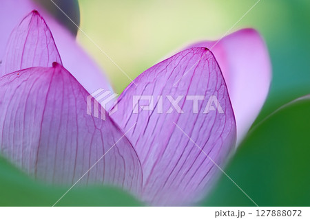 綺麗な蓮の花の花びら 綺麗な蓮の花の花びら 127888072