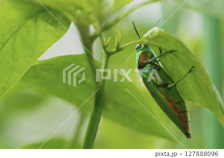 「葉陰に潜むタマムシ」 「葉陰に潜むタマムシ」 127888096