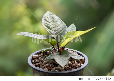 Greenery background nature plant leaf (Anthurium) Greenery background nature plant leaf (Anthurium) 127888112