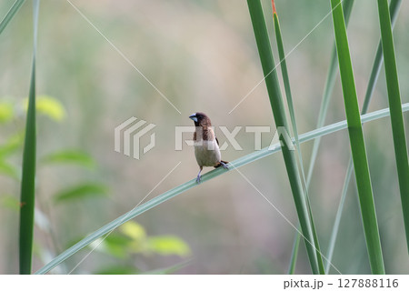 Bird (Scaly-breasted Munia) in a nature wild 127888116