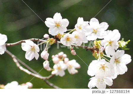 淡いピンクの桜の花 淡いピンクの桜の花 127888134