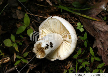 極小淡ピンク色のベニタケ属キノコ幼菌の裏ヒダ形状（自然環境下昆虫類ストロボマクロ撮影） 127888186