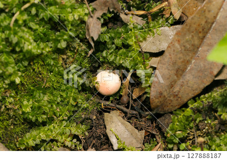 苔の隙間から生える極小淡ピンク色のベニタケ属キノコ幼菌(自然環境下昆虫類ストロボマクロ撮影) 苔の隙間から生える極小淡ピンク色のベニタケ属キノコ幼菌(自然環境下昆虫類ストロボマクロ撮影) 127888187