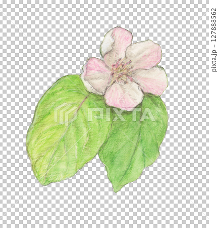 榅桲花水彩鉛筆插圖 127888562