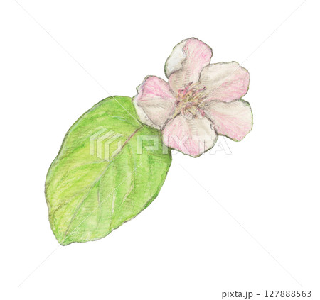 マルメロの花 水彩色鉛筆イラスト マルメロの花 水彩色鉛筆イラスト 127888563